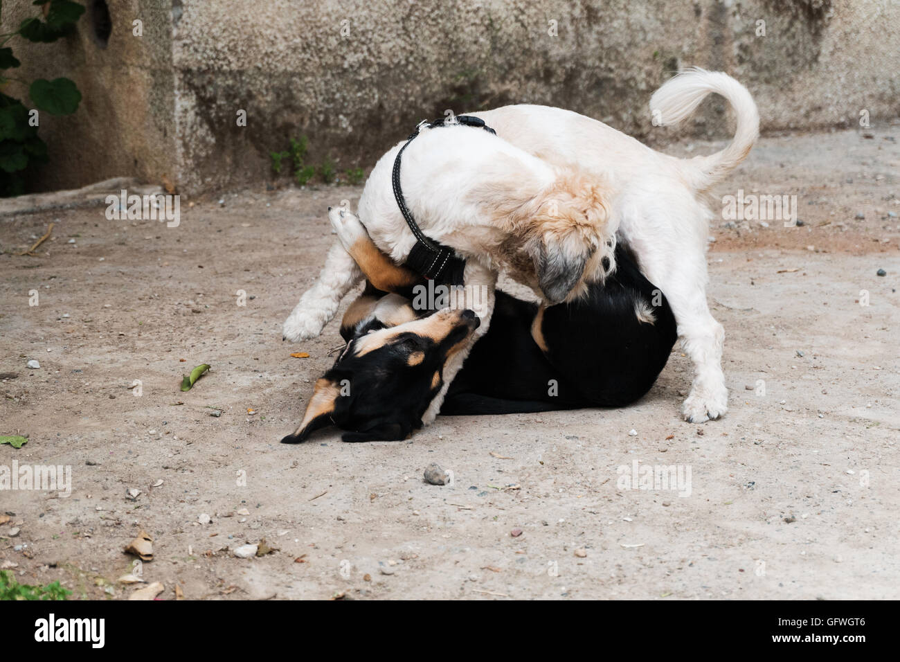 Due cani combattere su una strada Foto Stock