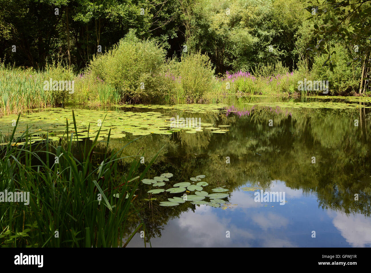 Lily Pond circondato da lussureggianti e acquatici bog piante e alberi verdi. Blue dart damselflies attraverso la superficie dell'acqua. Foto Stock