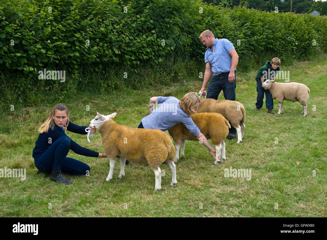 A giudicare di pecora a Gwenddwr Show, Gwenddwr, vicino a Builth Wells, Powys, Wales, Regno Unito Foto Stock