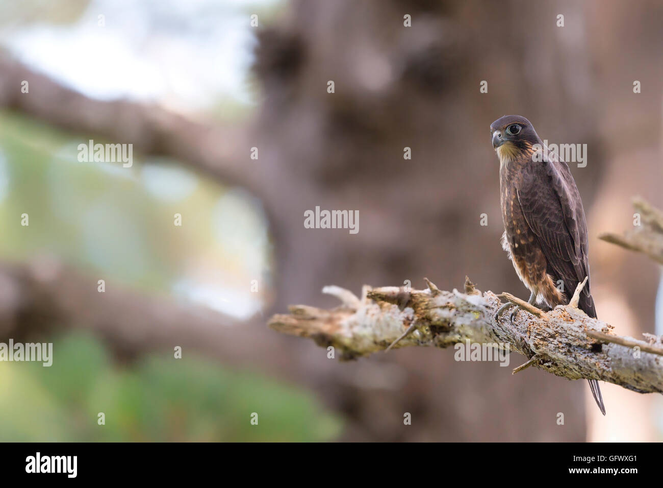 Endemico della Nuova Zelanda Falcon o kārearea neat Wellington Foto Stock