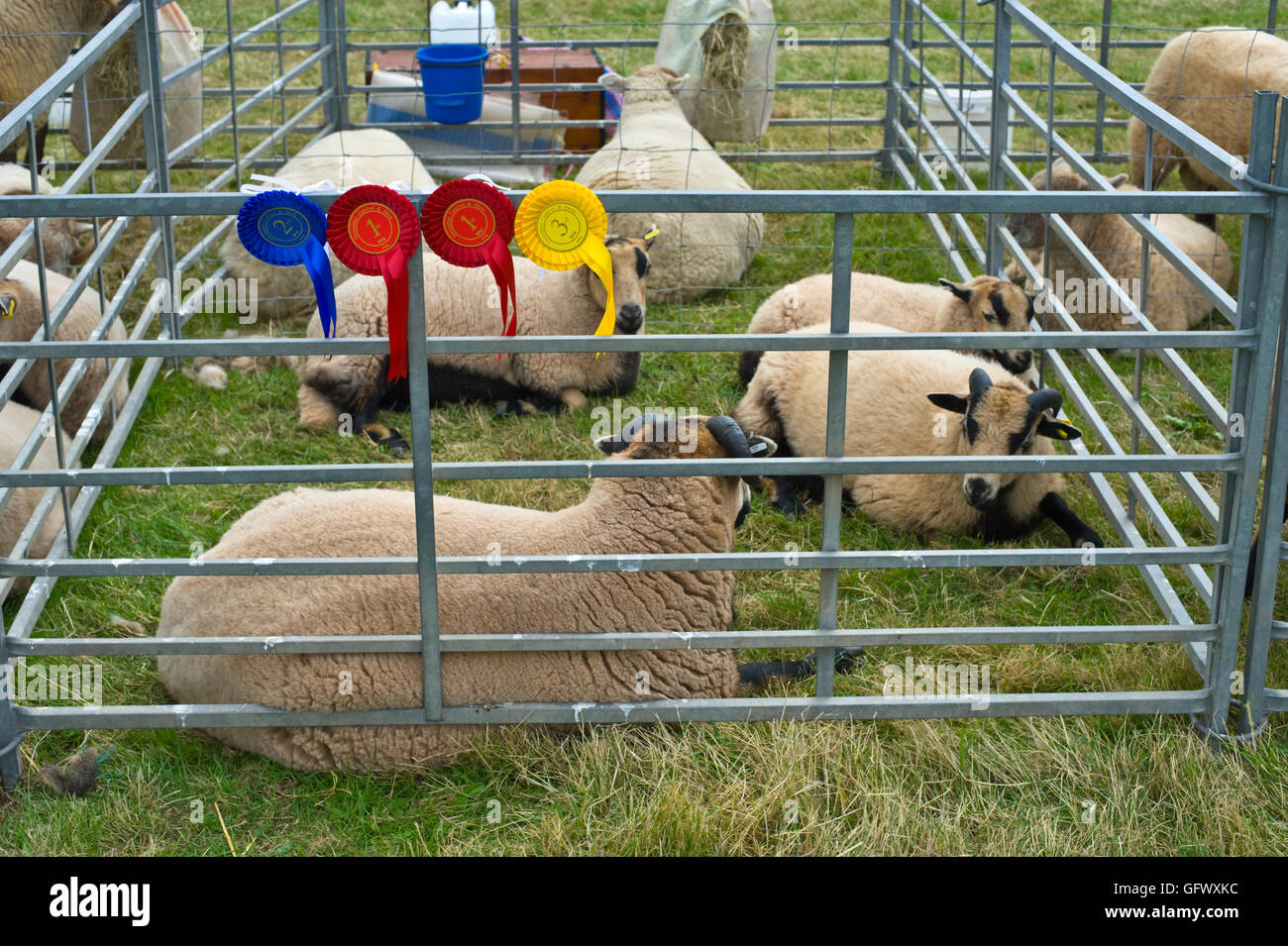 Vincitore del premio alla pecora Gwenddwr Show, Gwenddwr, vicino a Builth Wells, Powys, Wales, Regno Unito Foto Stock