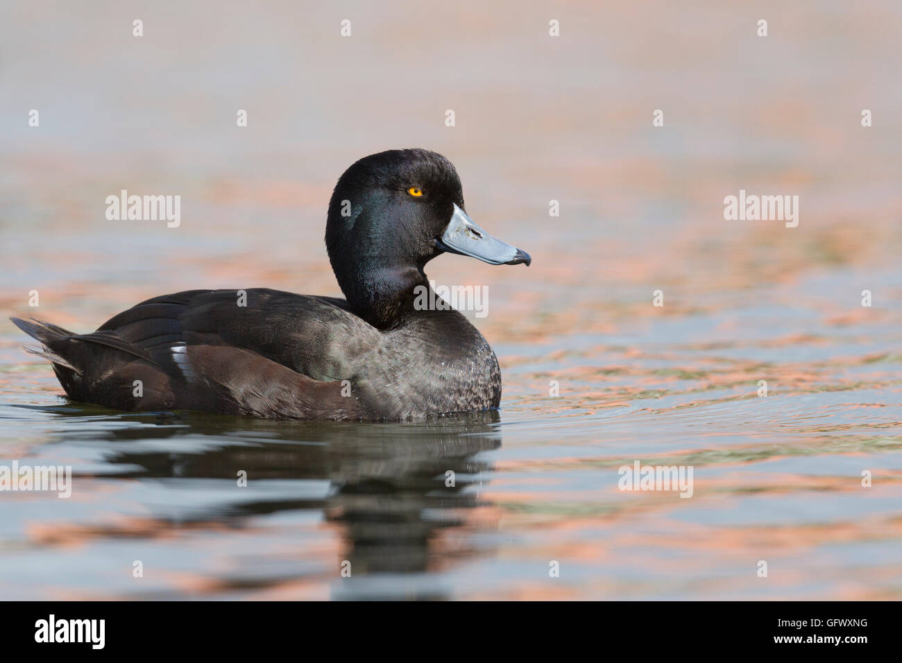 Nuova Zelanda scaup o Aythya novaeseelandiae , uccello nativo a Isola del nord, Nuova Zelanda Foto Stock