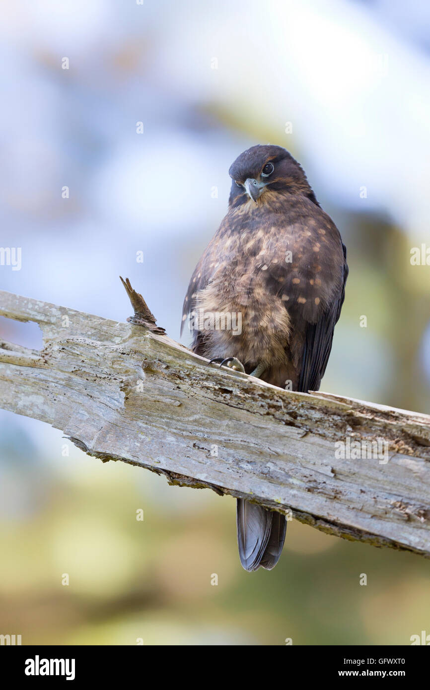 Nuova Zelanda falcon o kārearea (Falco novaeseelandiae) vicino a Wellington, Isola del nord Foto Stock