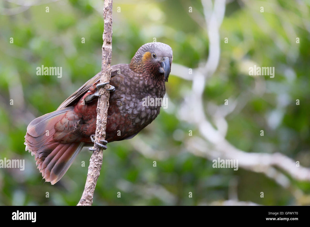 Nuova Zelanda endemica Kaka, marrone parrot vicino a Wellington Isola del nord Foto Stock