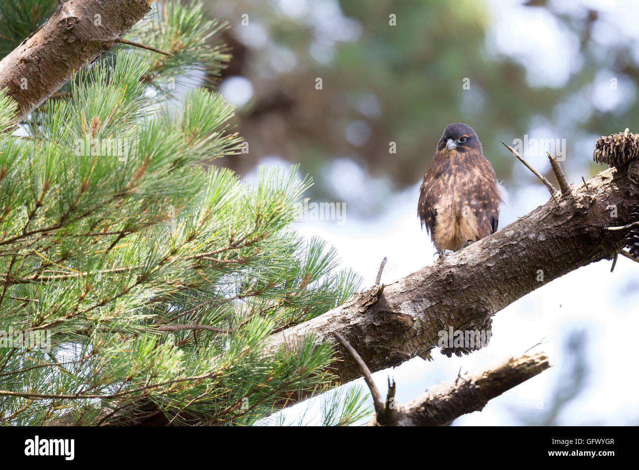 Nuova Zelanda falcon o kārearea (Falco novaeseelandiae) vicino a Wellington, Isola del nord Foto Stock