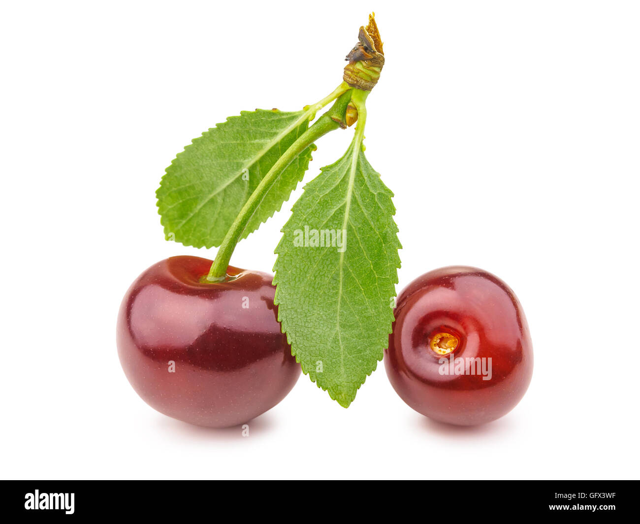La ciliegia. Mature ciliege rosse isolato su sfondo bianco. Foto Stock