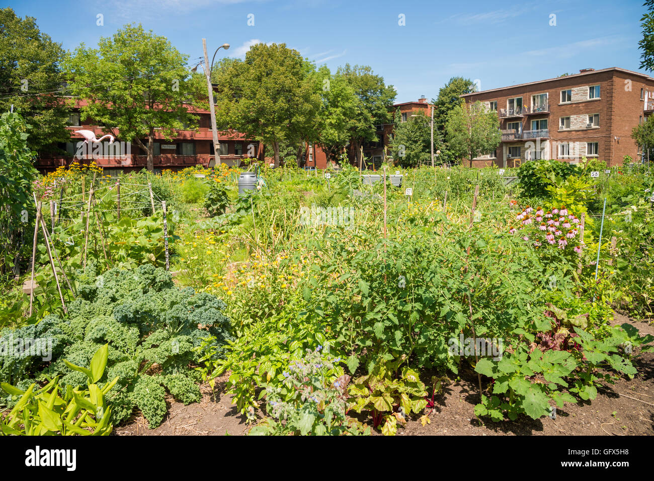 Urbano Basile-Patenaude comunità giardino a Montreal, Canada Foto Stock