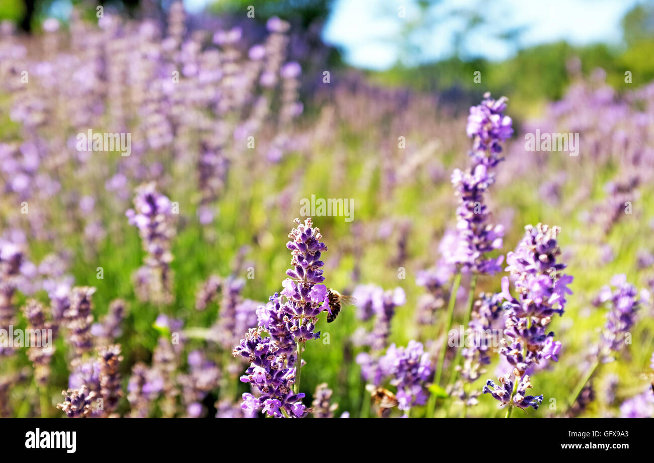 Lavanda con miele api crescente a Le Lot e Dordogne regioni della Francia luglio 2016 Foto Stock