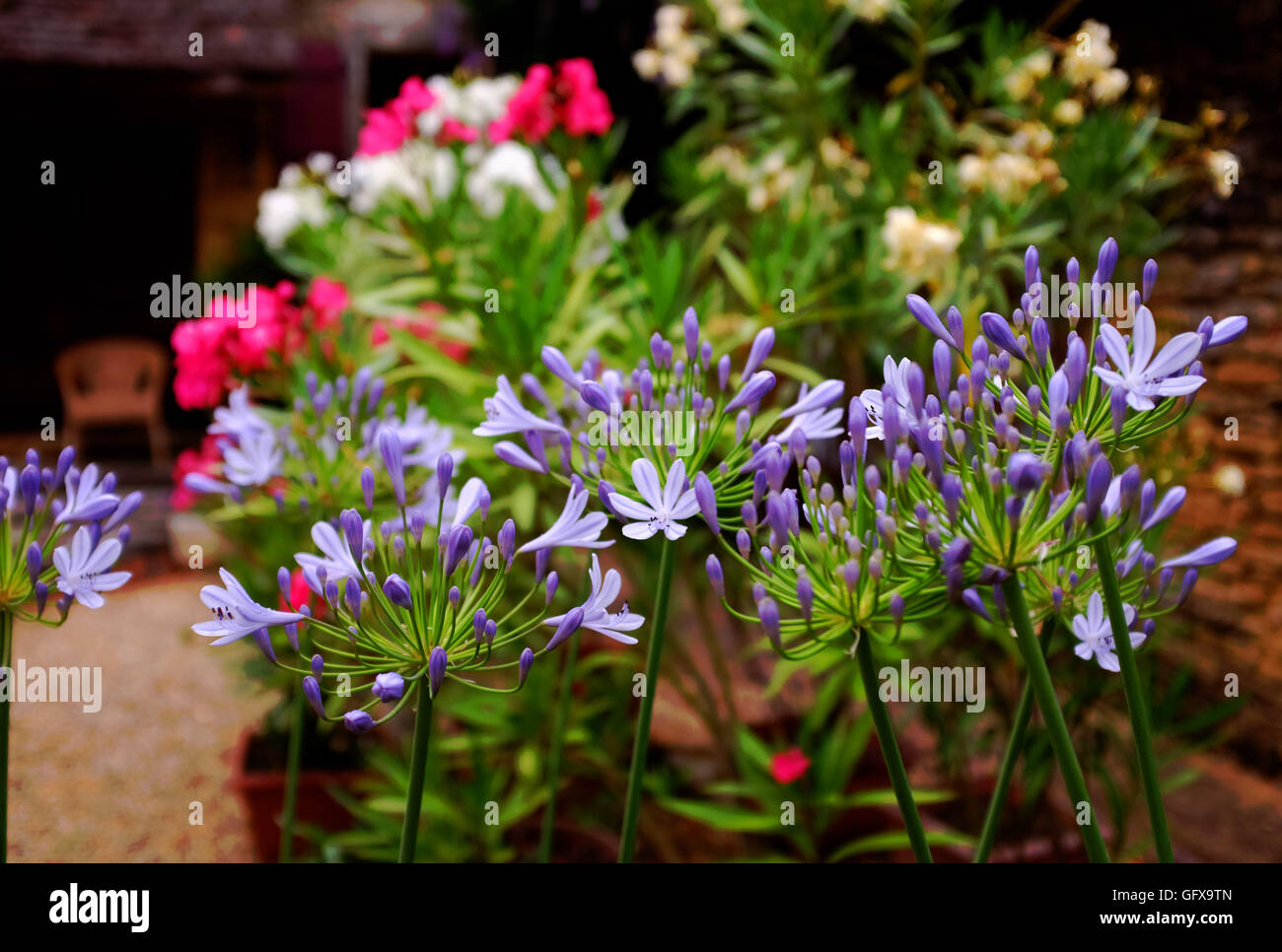 Agapanthus fiori ( Agapanthoideae ) in fiore fuori di una vacanza gite in le Lot Regione Sud Ovest Francia Midi Pyrenees Foto Stock