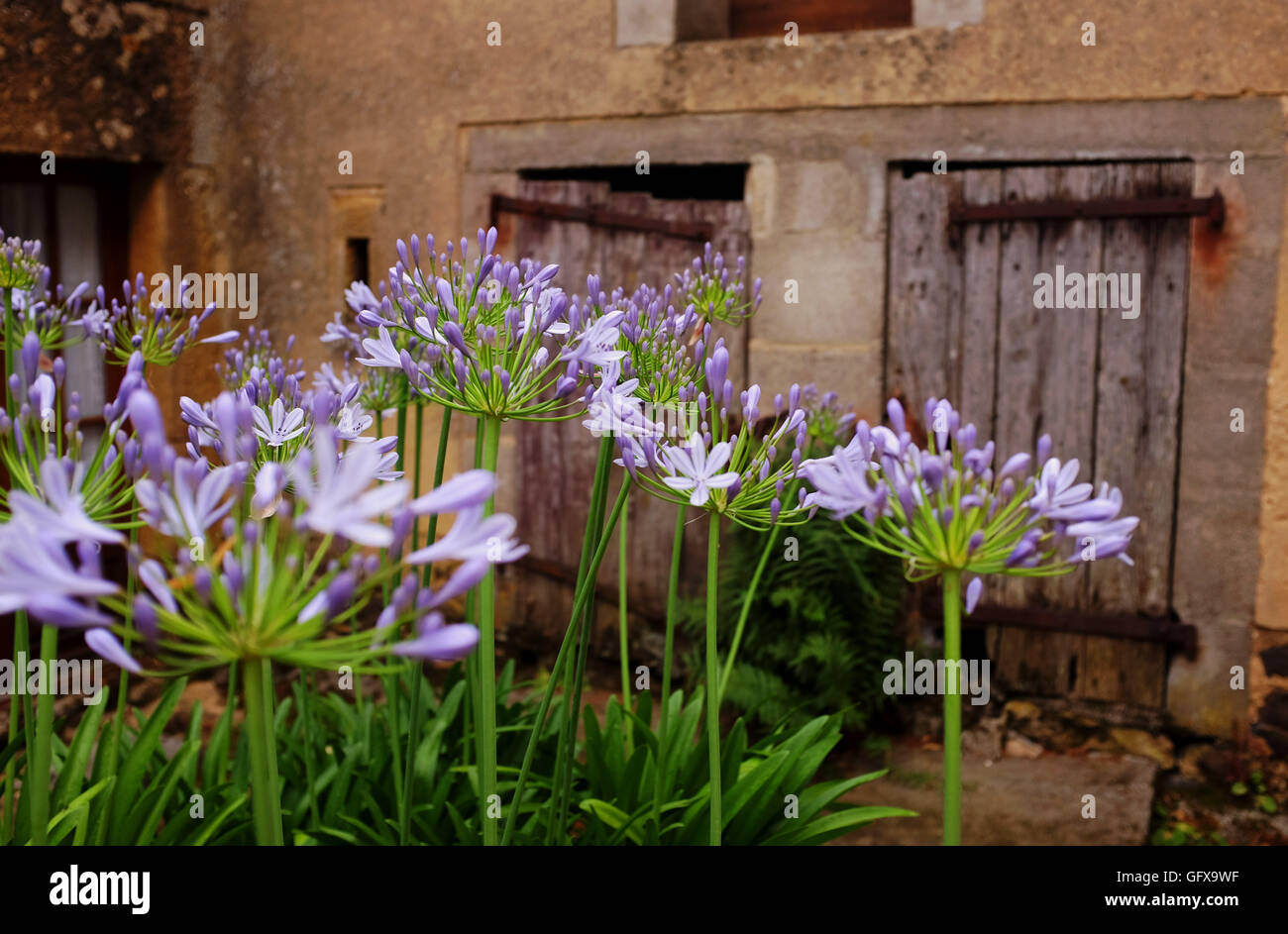 Agapanthus fiori ( Agapanthoideae ) in fiore fuori di una vacanza gite in le Lot Regione Sud Ovest Francia Midi Pyrenees Foto Stock