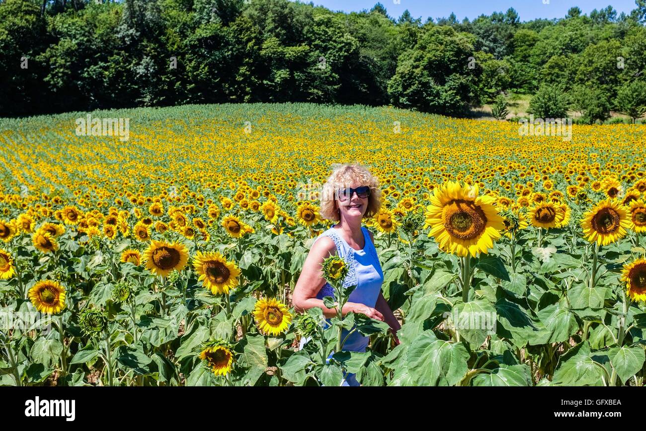 Donna cammina in un campo di girasoli a Frayssinet le-Gelat in Le molte Regione Dipartimento Francia Foto Stock