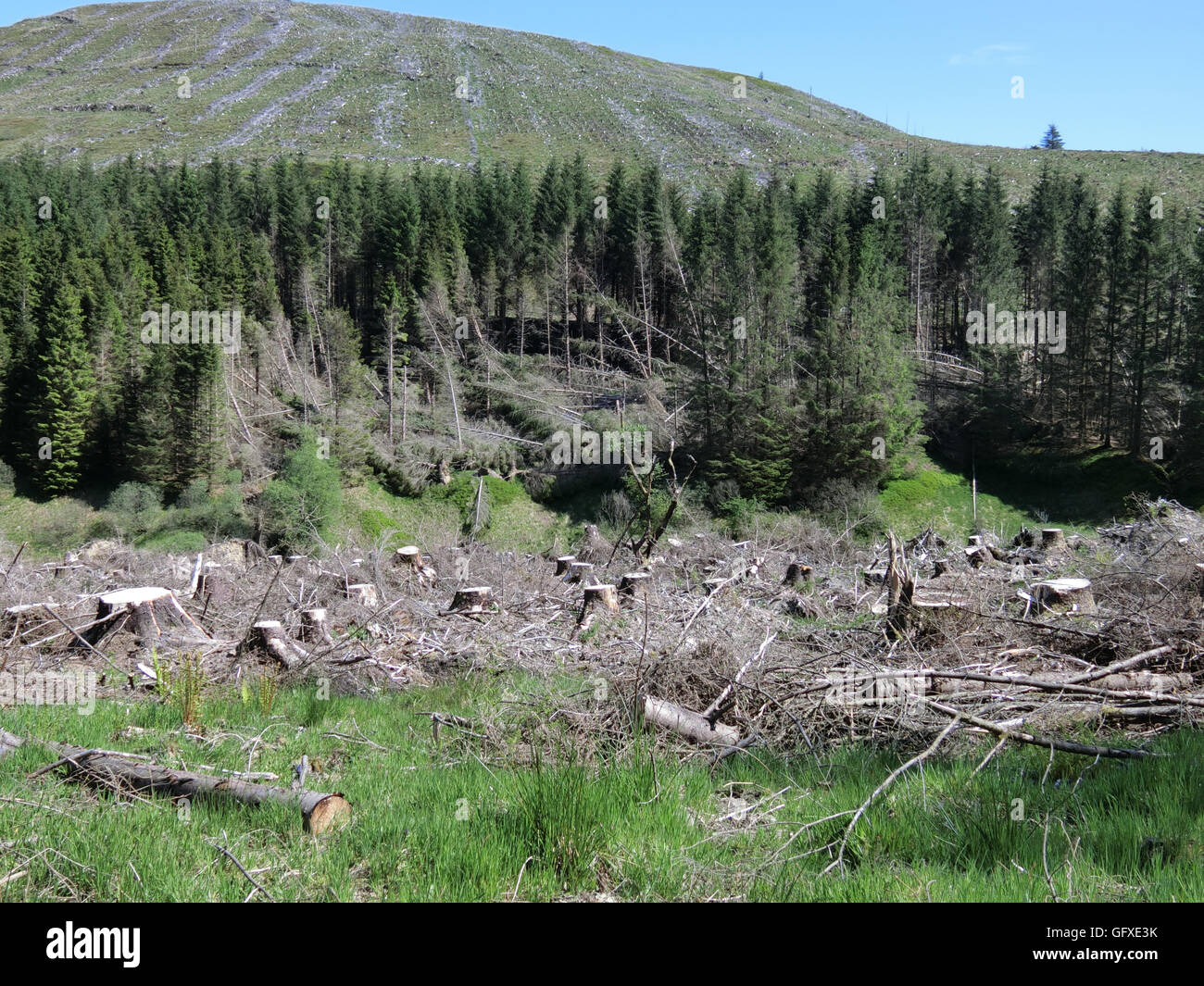 La raccolta di legname, Gamescleuch Hill, Ettrick Valley, frontiere, Scotland, Regno Unito Foto Stock