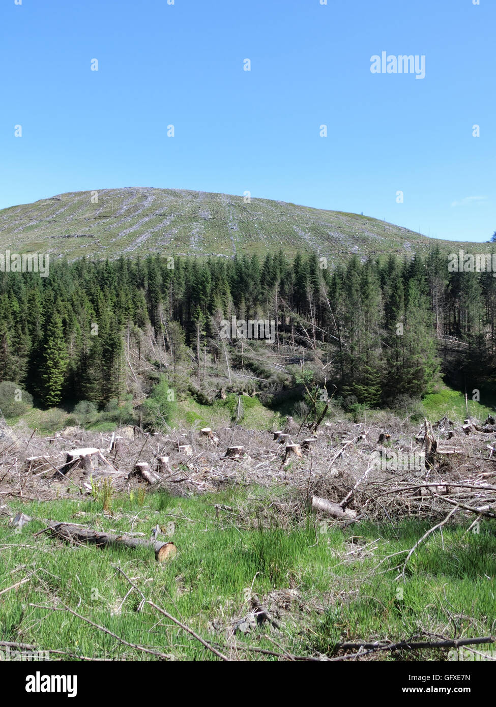 La raccolta di legname, Gamescleuch Hill, Ettrick Valley, frontiere, Scotland, Regno Unito Foto Stock