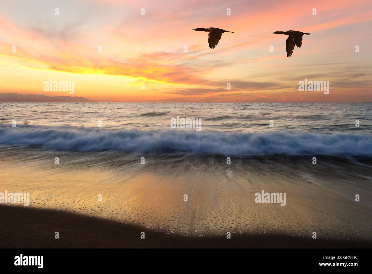 Silhouette di uccelli è due splendidi uccelli come uno al tramonto come un oceano onda rotoli a terra Foto Stock