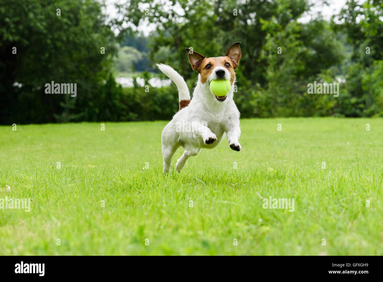 Cane che corre con la palla da tennis in bocca sulla fotocamera Foto Stock