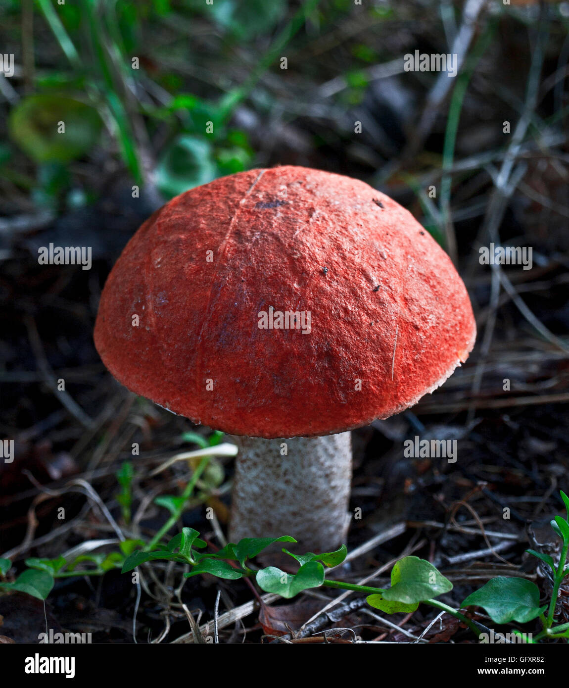 Arancione con tappo a fungo (Leccidium aurantiacum; Boletus versipellis) Foto Stock