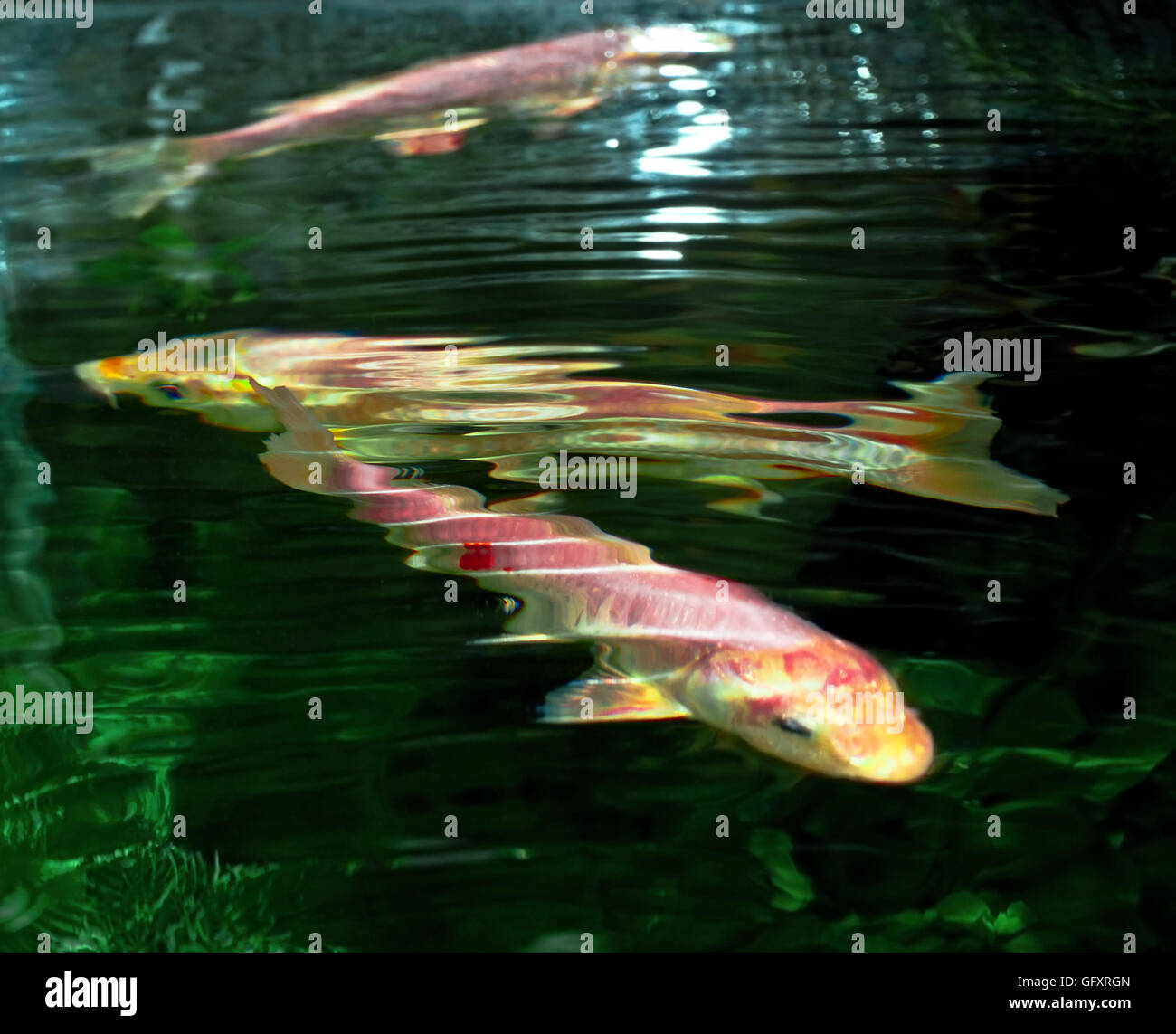pesci carpa decorativa Foto Stock