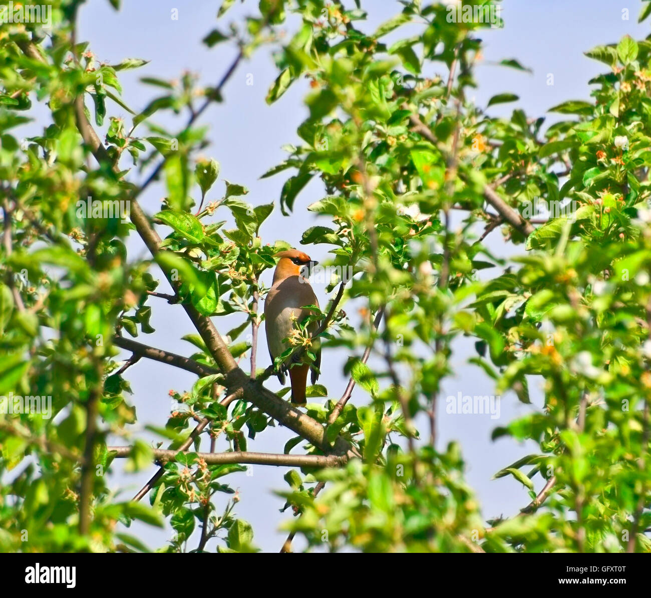 Il Waxwing di fogliame Foto Stock