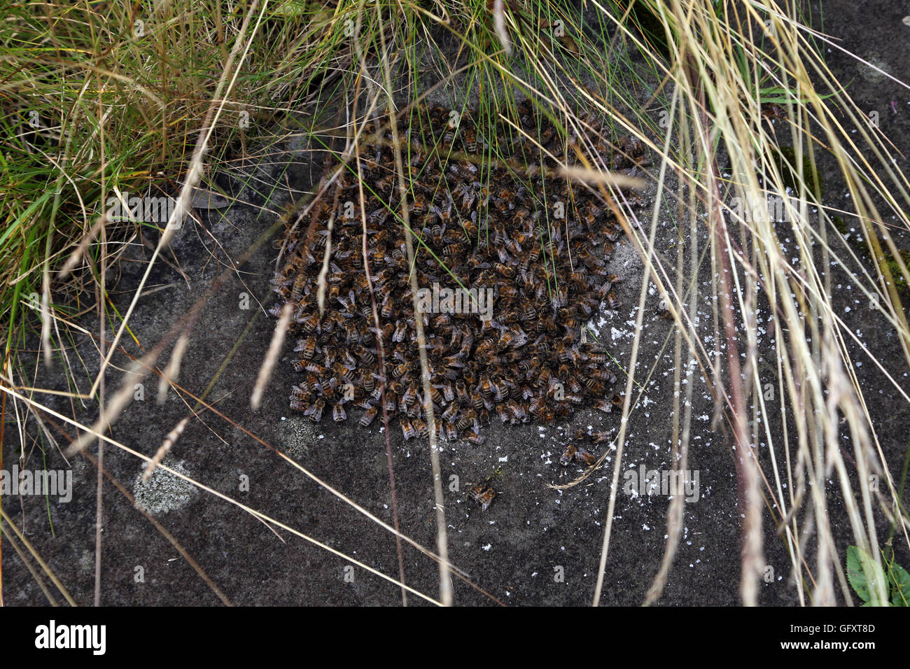 Il miele delle api sciame sulla Terra dopo una regina con ali ritagliata trys a swarm e non è in grado di volare lontano. Foto Stock