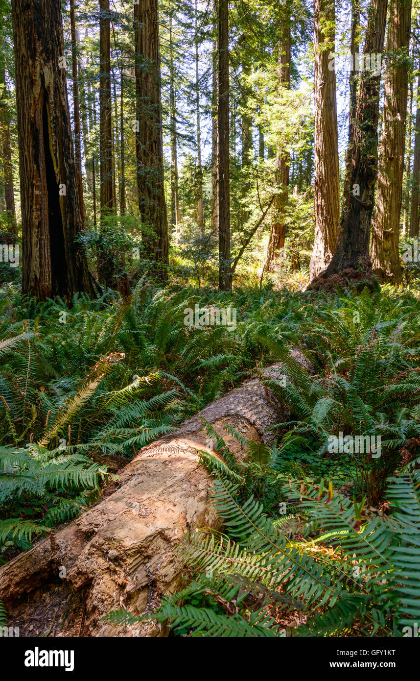 Parco Nazionale di Redwood Foto Stock