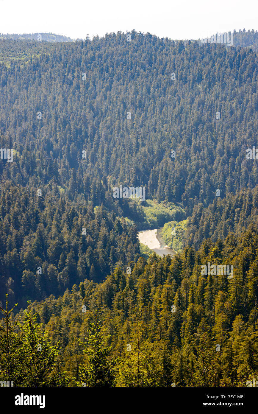 Parco Nazionale di Redwood Foto Stock