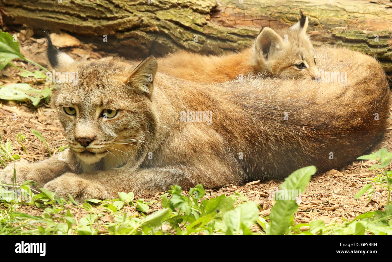 Un Lynx di Canada baby di dormire sulla sommità della sua madre. Foto Stock