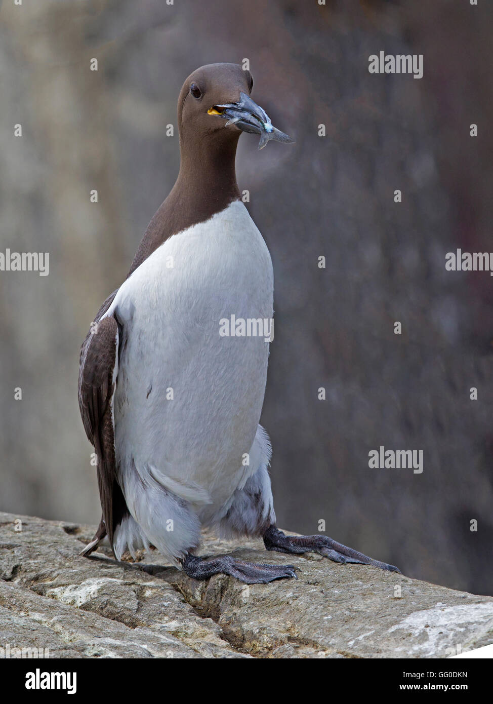 Comune di guillemot con cicerelli in piedi Foto Stock