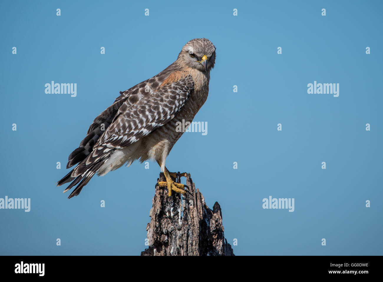 Red-hawk con spallamento in attesa e cercando la sua preda Foto Stock