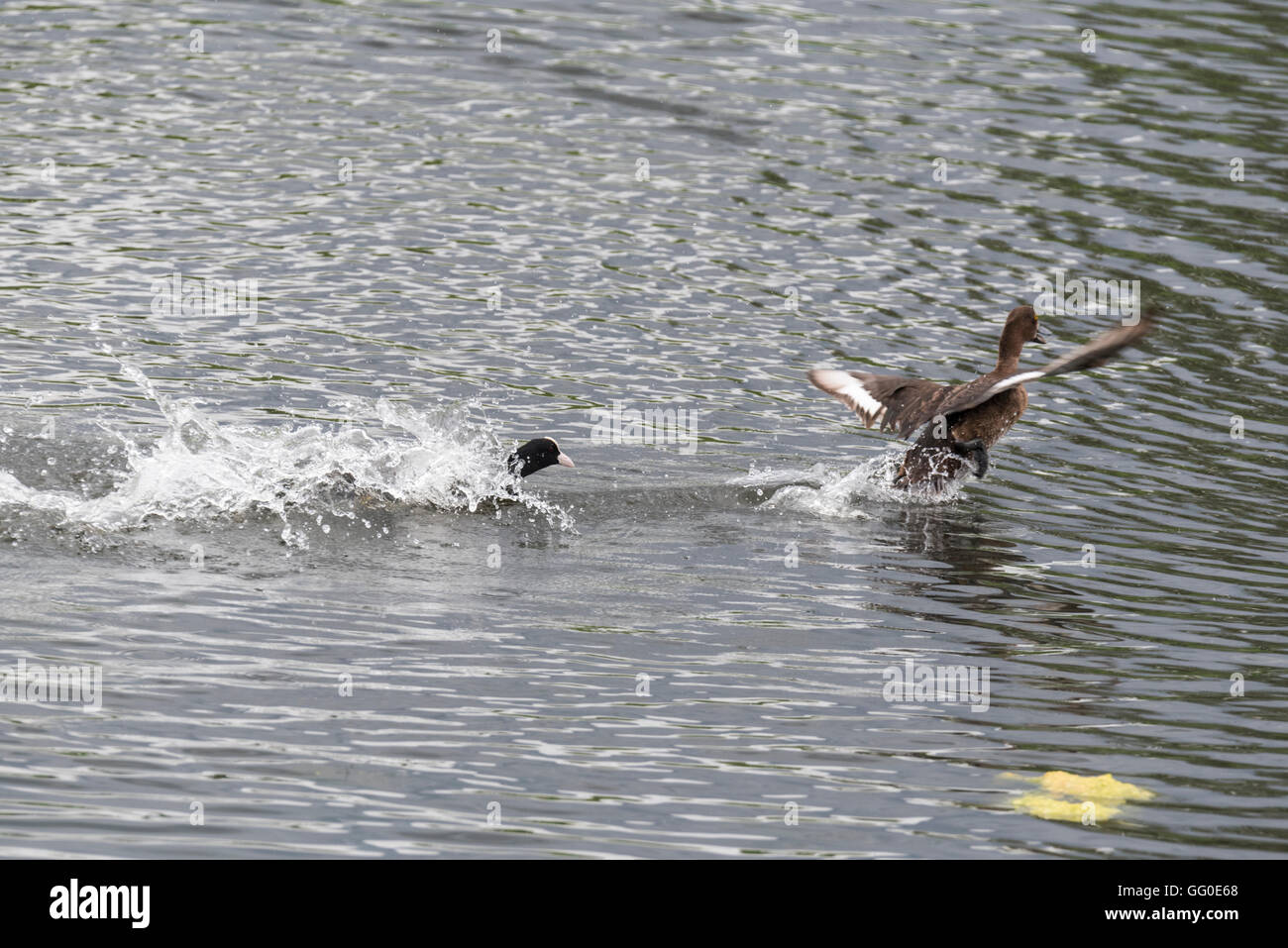 La folaga (fulica atra) essendo molto territoriale e a caccia di un anatra tufted Foto Stock