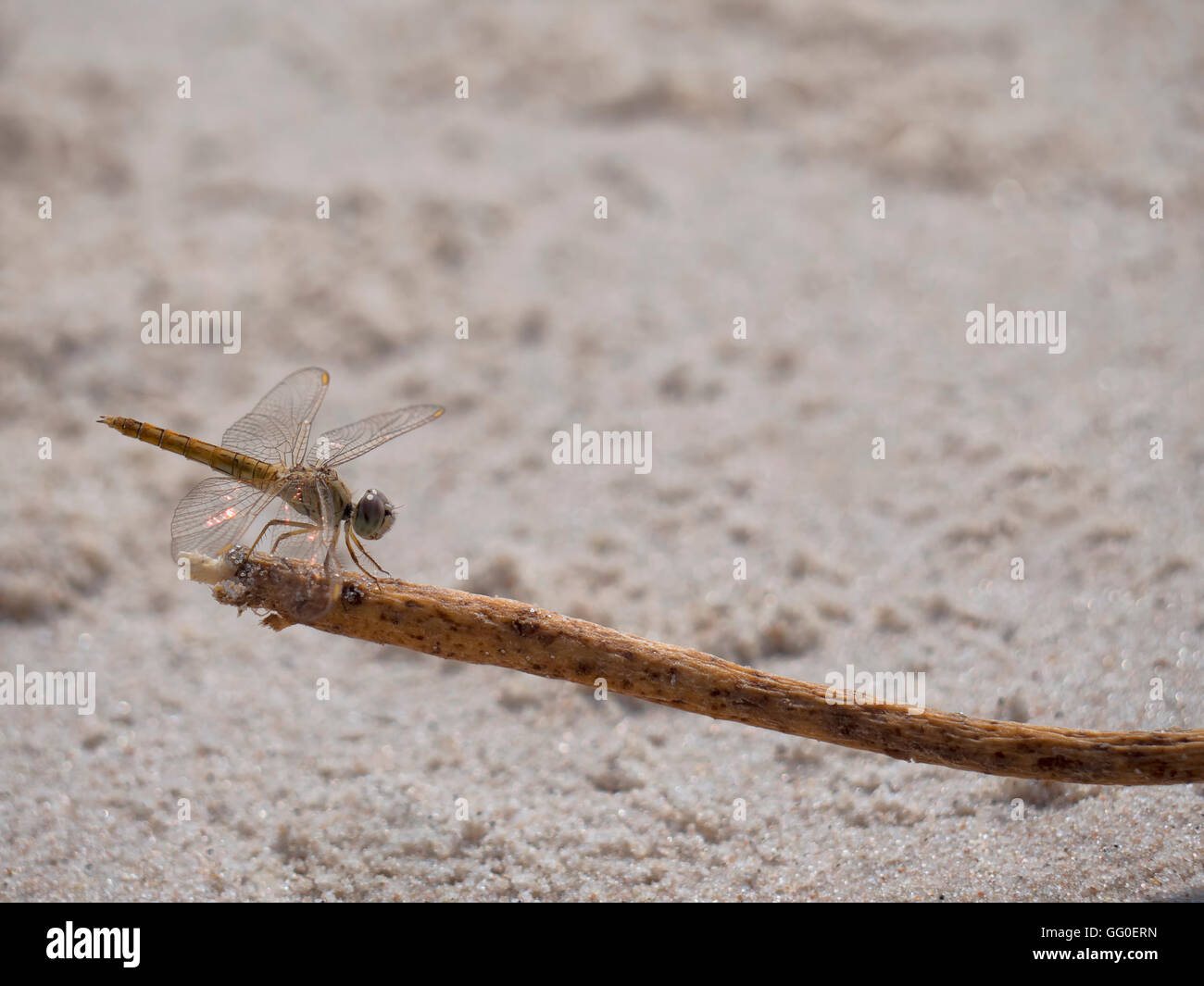 Dragonfly appollaiato su ramoscelli sulla spiaggia. Le sue ali riflettono la luce a mezzogiorno. Foto Stock