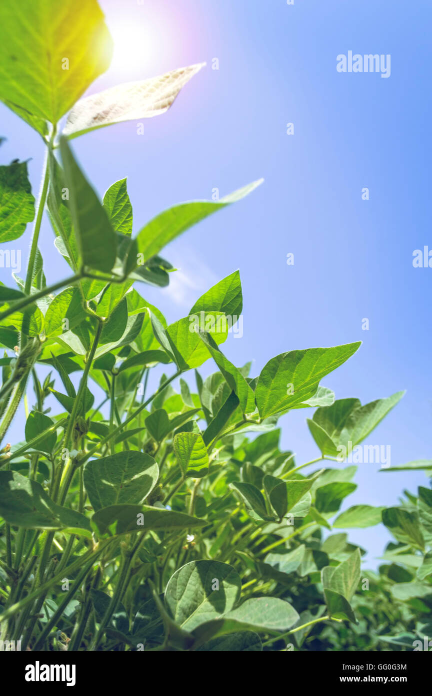 Verde di piante di soia in campo agricolo. Messa a fuoco selettiva. Foto Stock