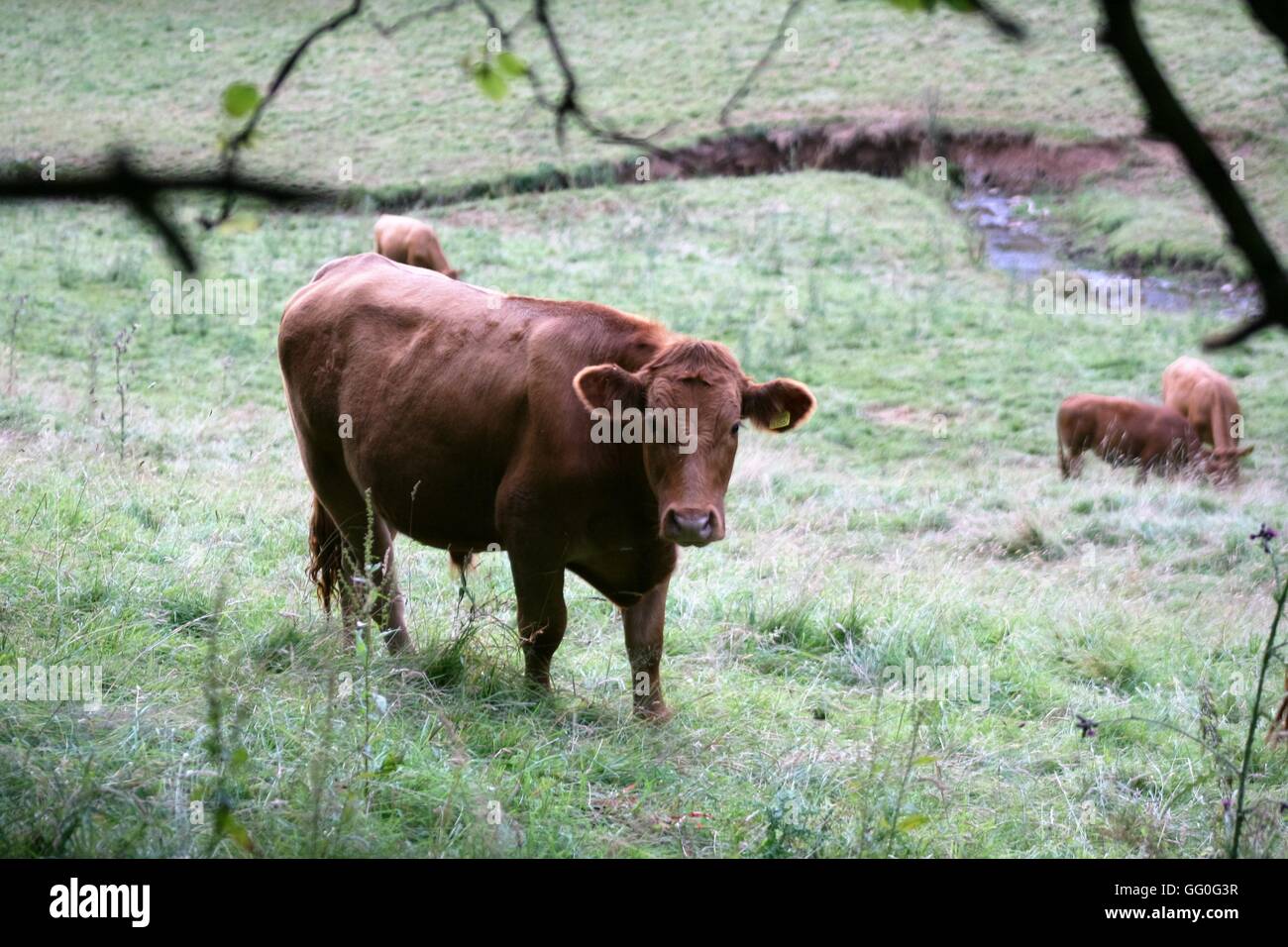 mucca in un campo Foto Stock