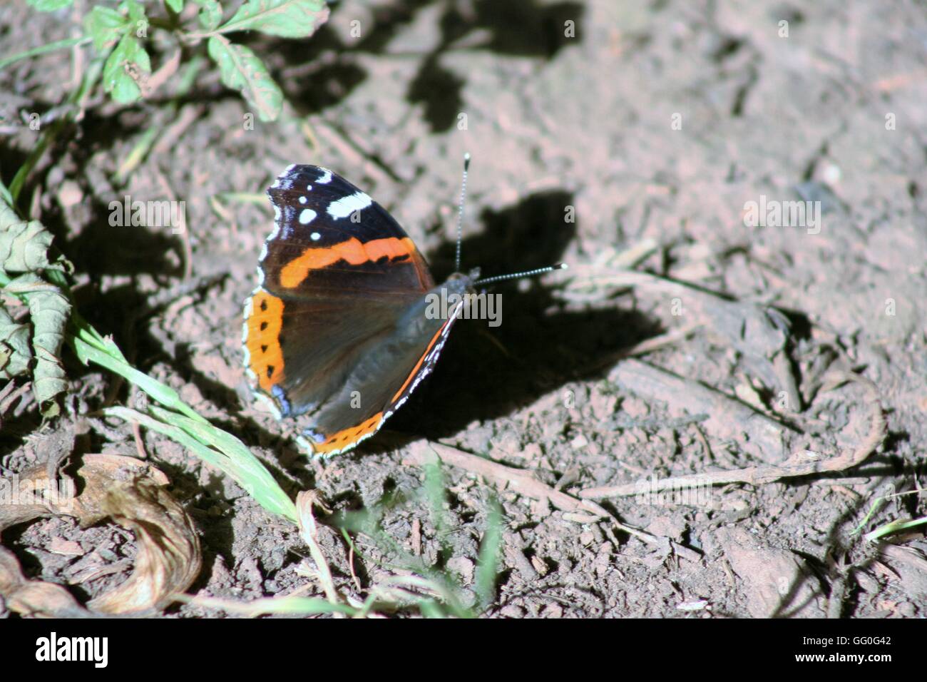 Red admiral farfalla sulla terra, Vanessa Atalanta Foto Stock