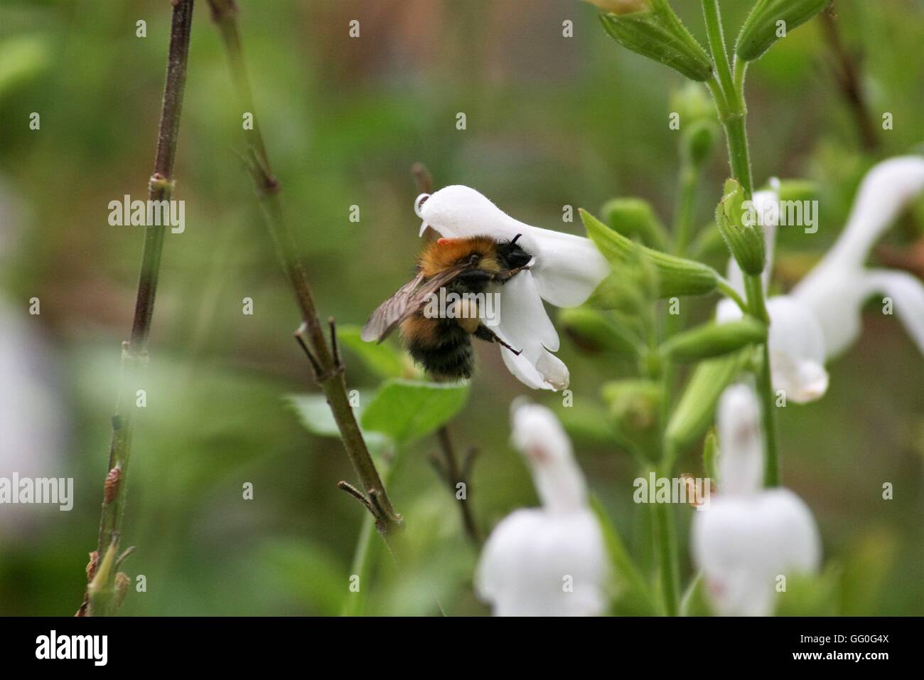 Carda comune bee, Bombus pascuorum Foto Stock