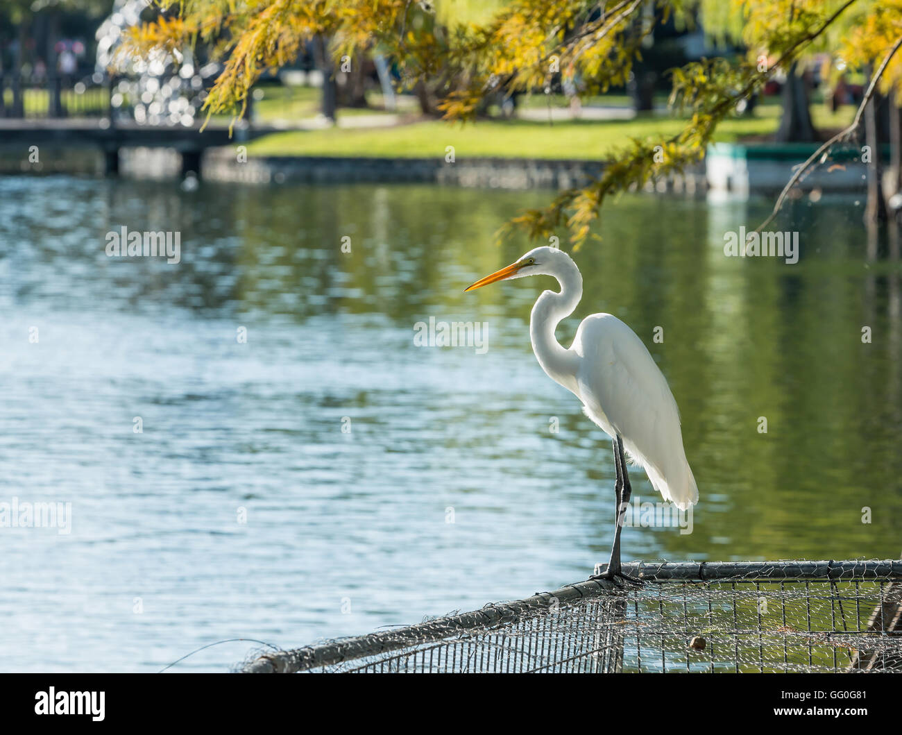 Gli animali della fauna selvatica - aironi bianchi su Lake Eola, Orlando, Florida Foto Stock