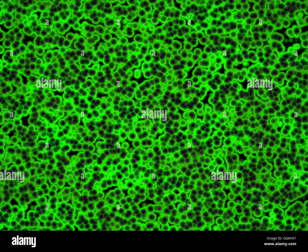 Colony cianobatteri, noto anche come alghe blu-verdi, è un batterio che  ottenere la loro energia attraverso la fotosintesi, sotto microscopio Foto  stock - Alamy