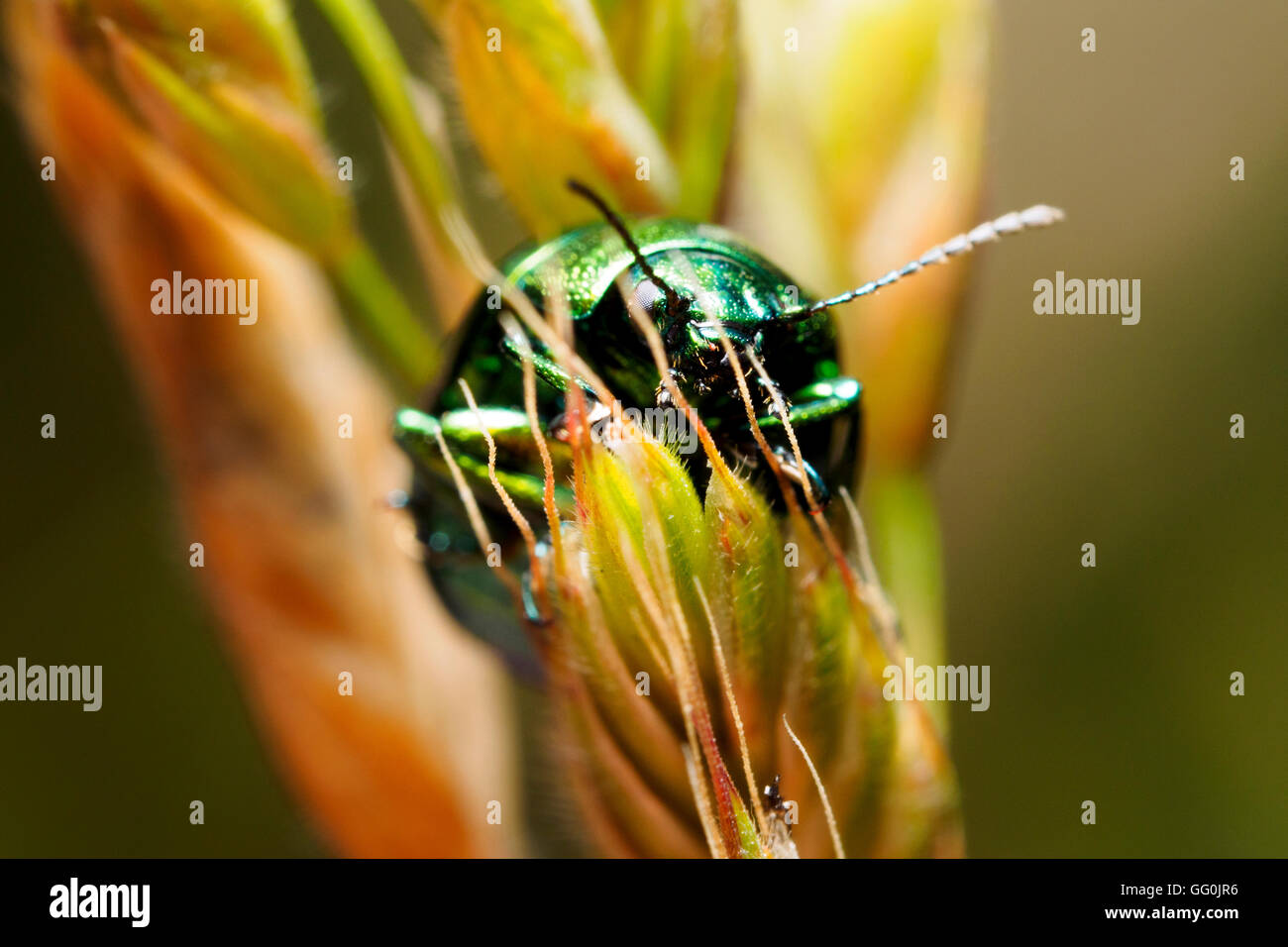 Verde Scarabeo Dock (Gastrophysa viridula) - Italia Foto Stock