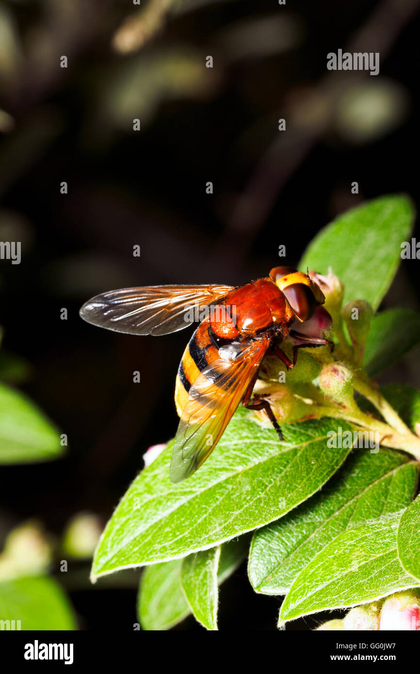 Hornet mimare hoverfly (Volucella zonaria) - Italia Foto Stock