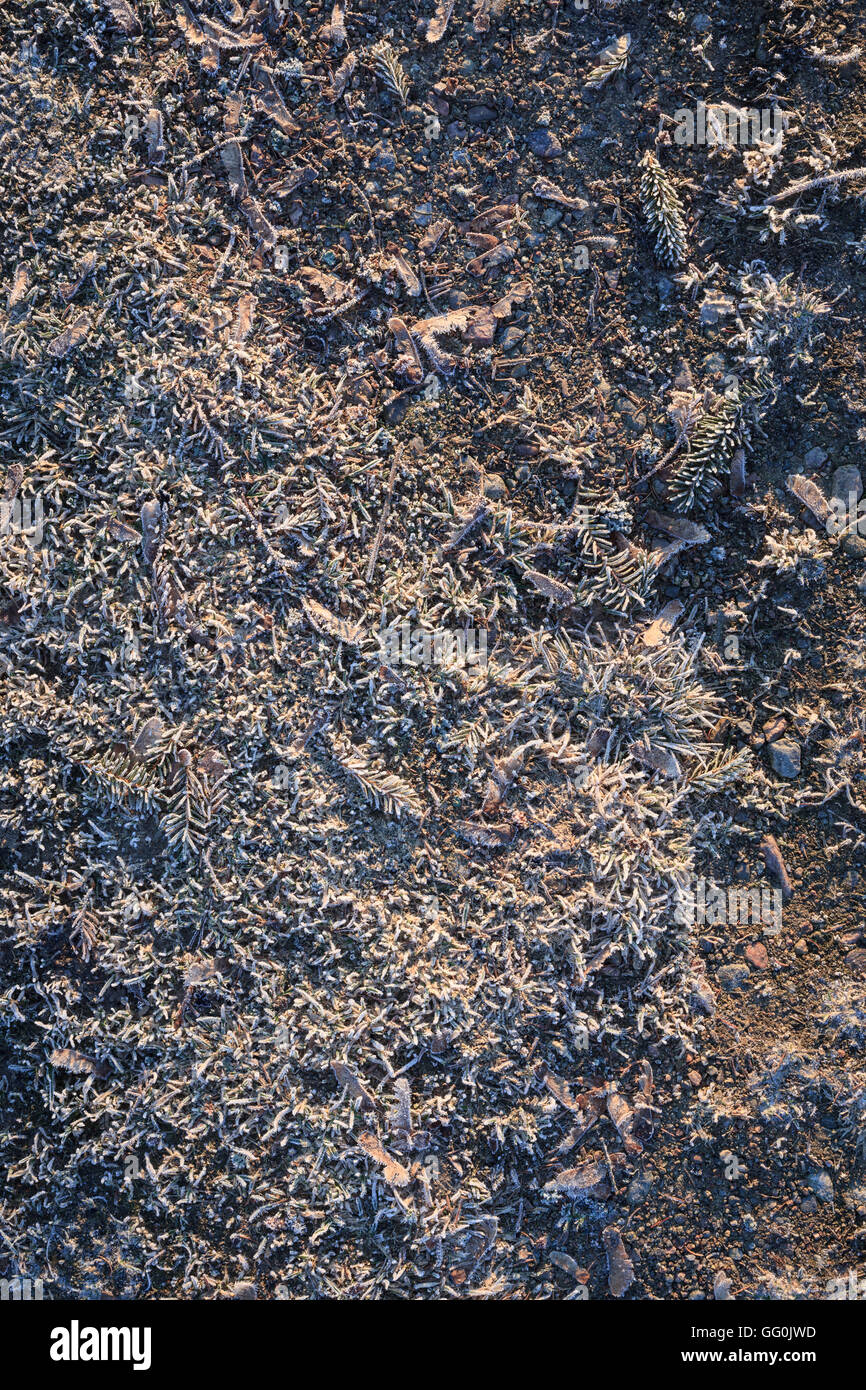 Massa congelata in golden. La luce del mattino Foto Stock