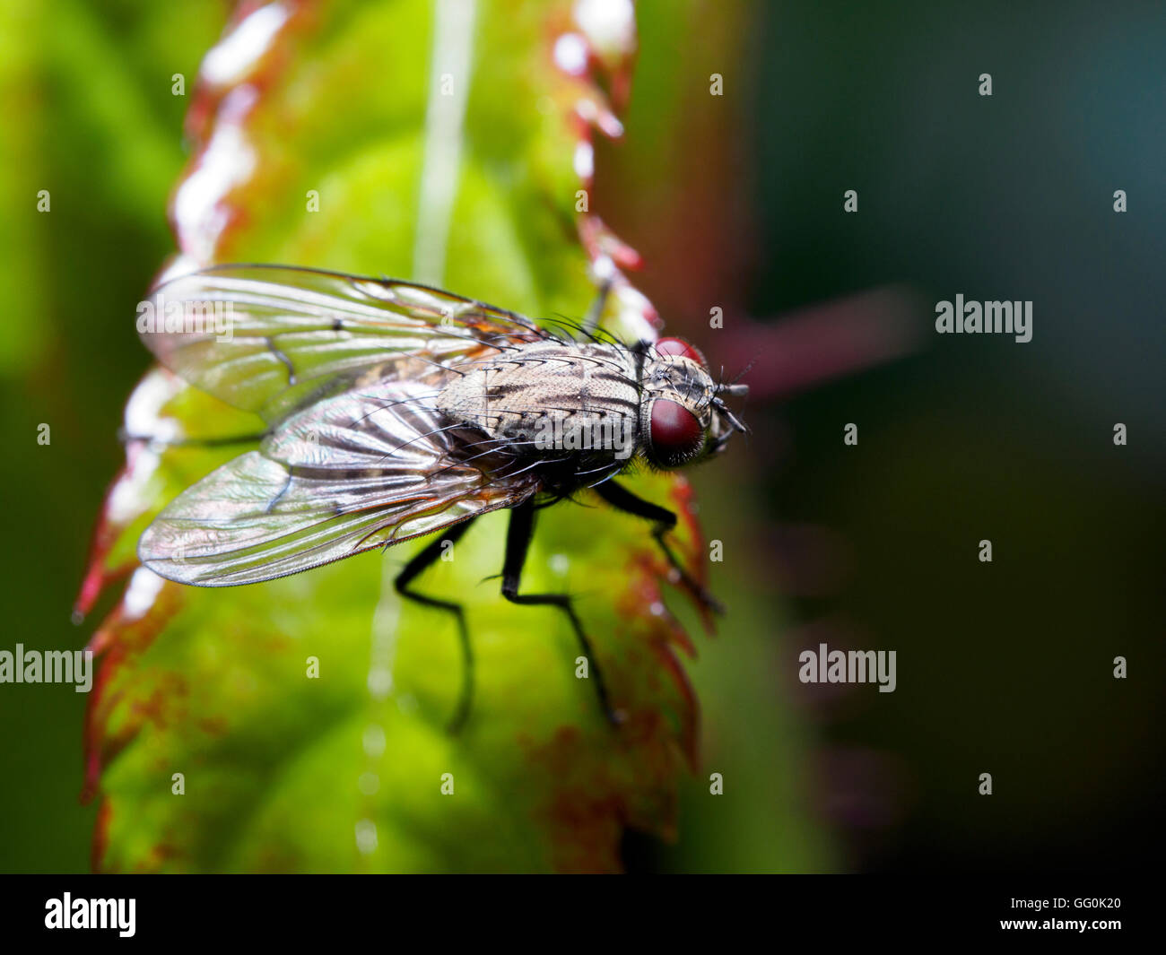 Mosca di casa (Musca domestica) - Italia Foto Stock