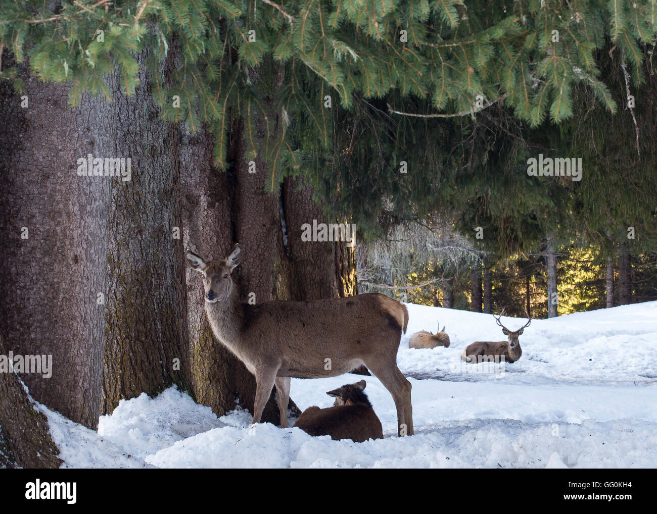 Cervus elaphus (Cervo rosso). Il cervo rosso nella foresta di conifere di Paneveggio. Le Dolomiti del Trentino. Alpi Italiane. Europa. Foto Stock