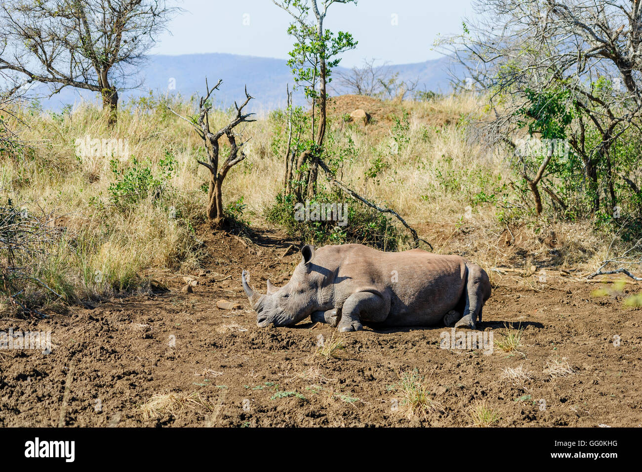 Uno sguardo all'habitat naturale e al comportamento di un rinoceronte selvatico, che prende il sole su fango in Sudafrica. Osservazione degli animali, grandi 5 animali da safari Foto Stock