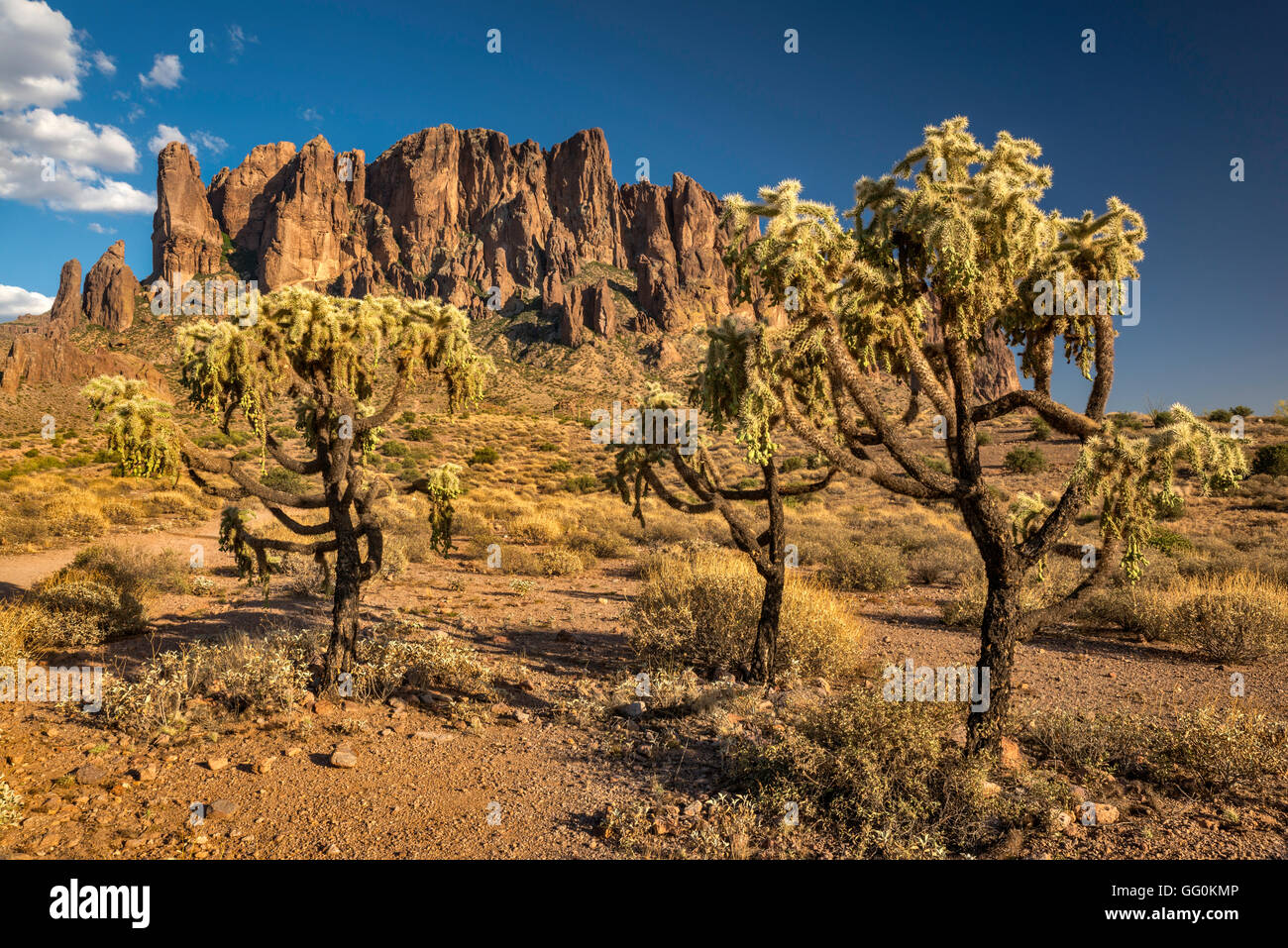 Superstition Mountains, orsacchiotto cholla cactus, vista da Lost Dutchman State Park, vicino a Apache Junction, Arizona, Stati Uniti d'America Foto Stock