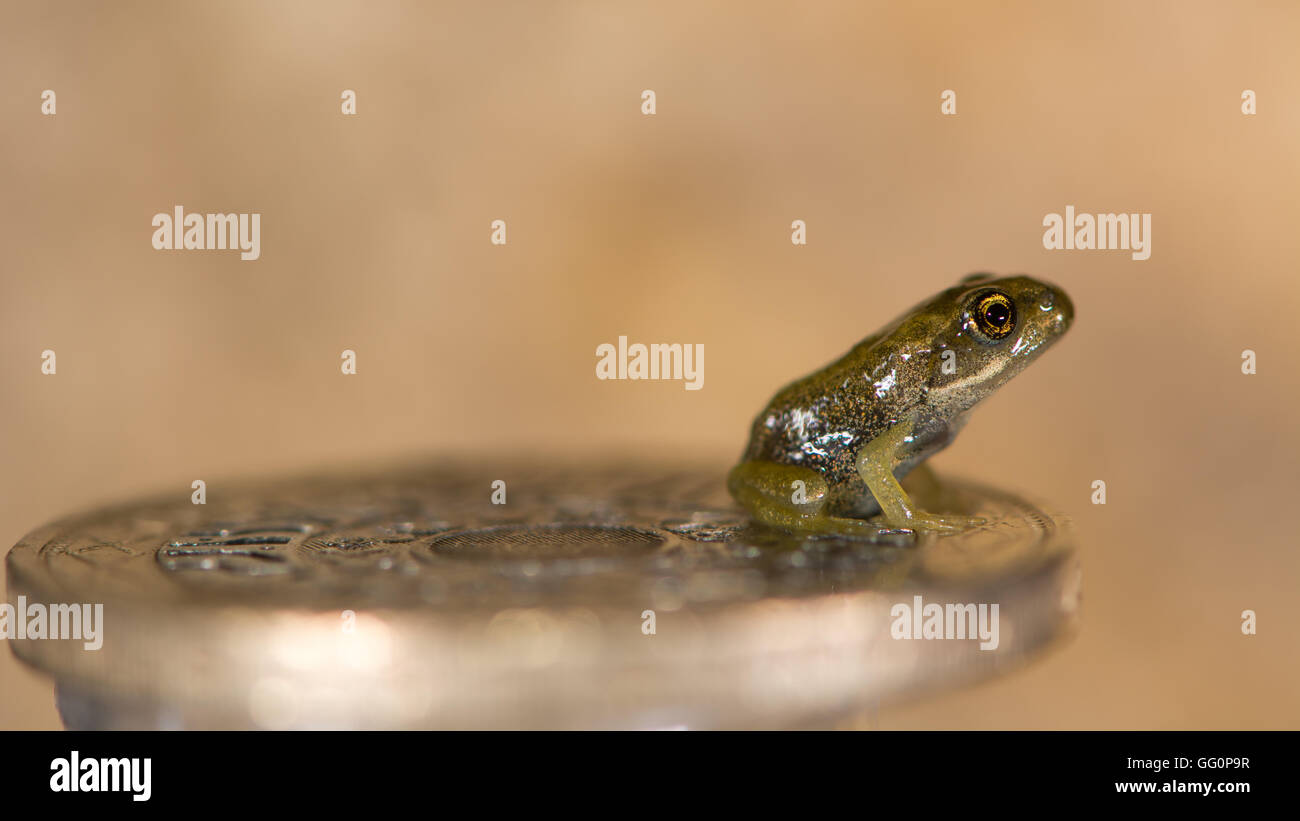 Rana comune (Rana temporaria) froglet sulla moneta. Tiny baby frog con monete per mostrare di piccole dimensioni, circa 8 mm di lunghezza Foto Stock