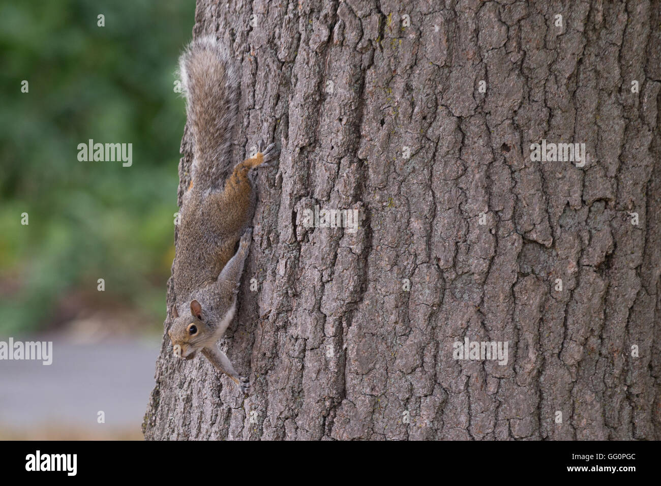 Una fotografia di uno scoiattolo in Giamaica pianura a Boston, Massachusetts, USA. Foto Stock