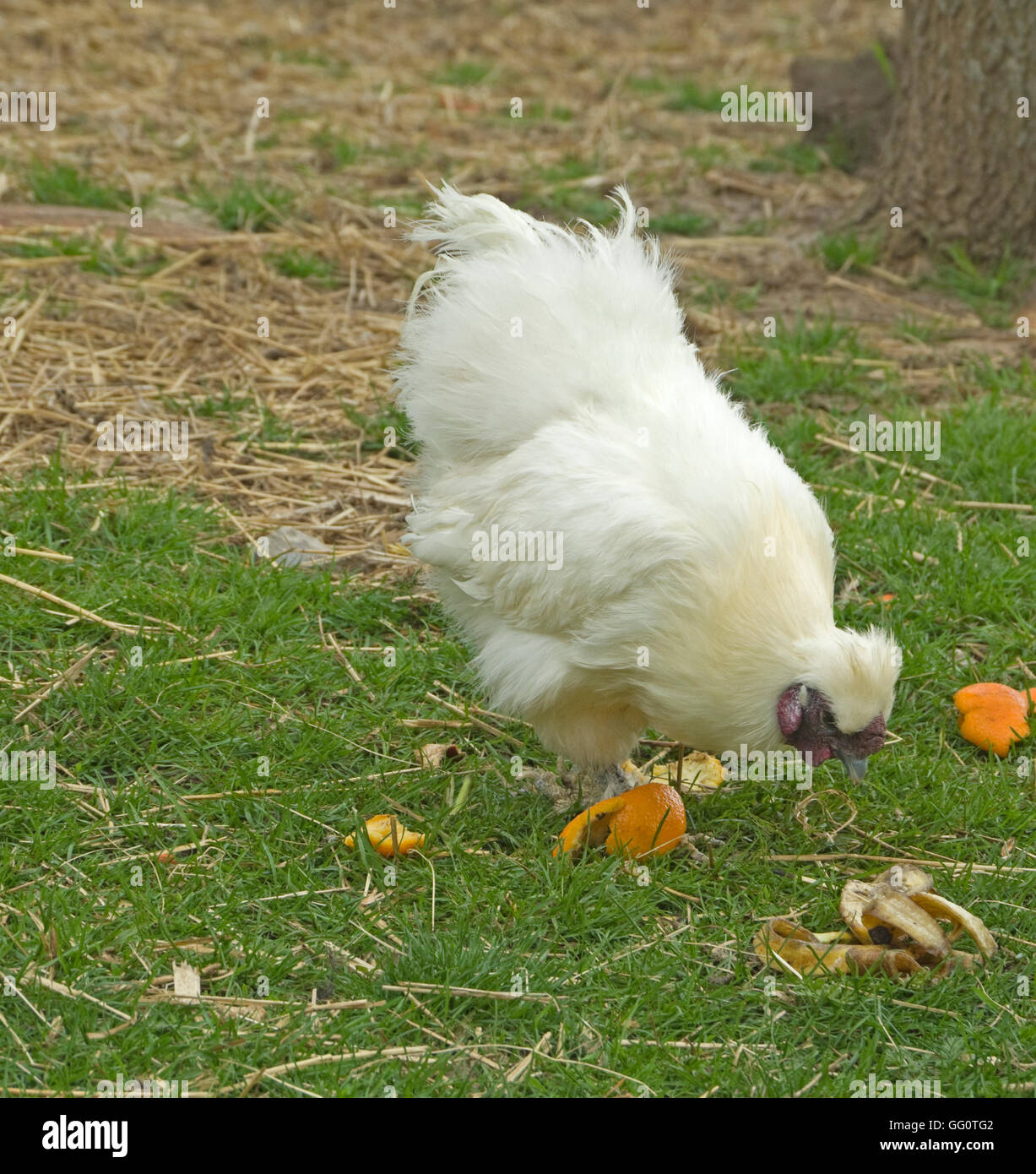 Silkie pollo, Gallus gallus domesticus Foto Stock