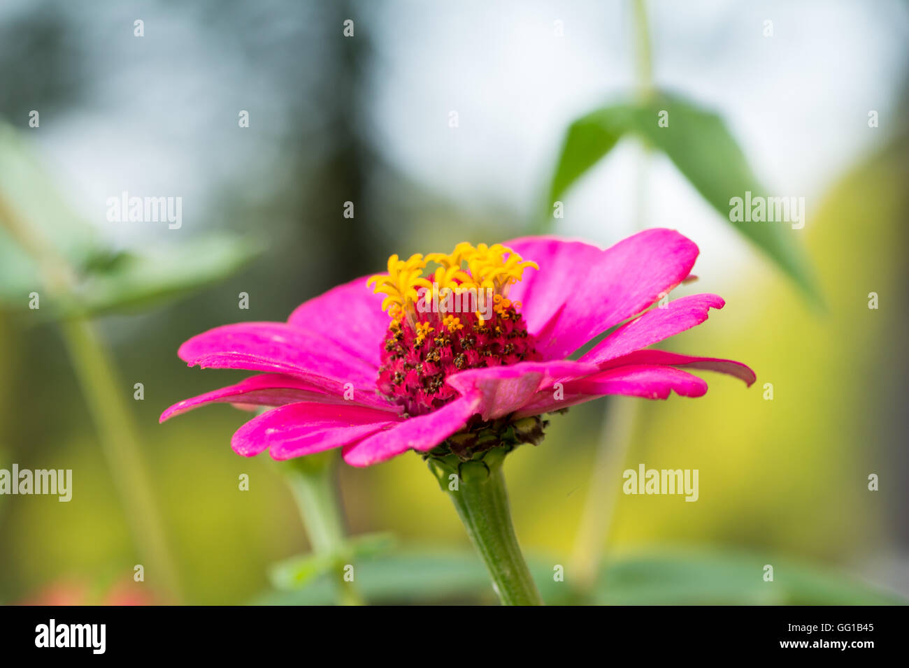 Rosa zinnia in piena fioritura Foto Stock