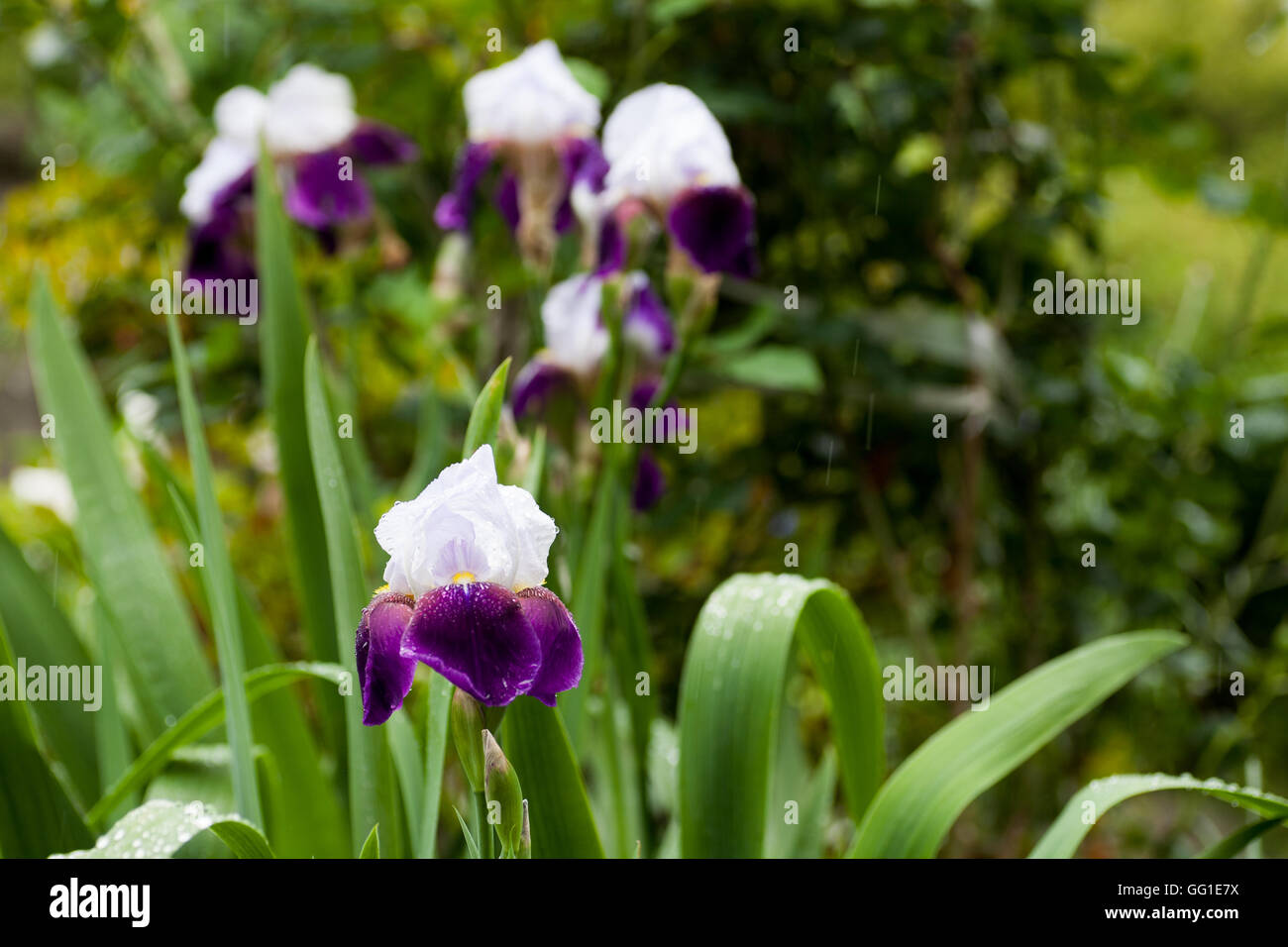 Bianco e viola iris tedesco in piena fioritura sotto la pioggia Foto Stock