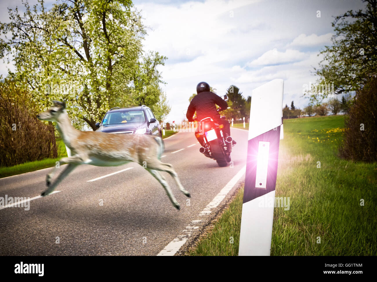 Deer attraversare la strada per una sera nella parte anteriore di una macchina Foto Stock