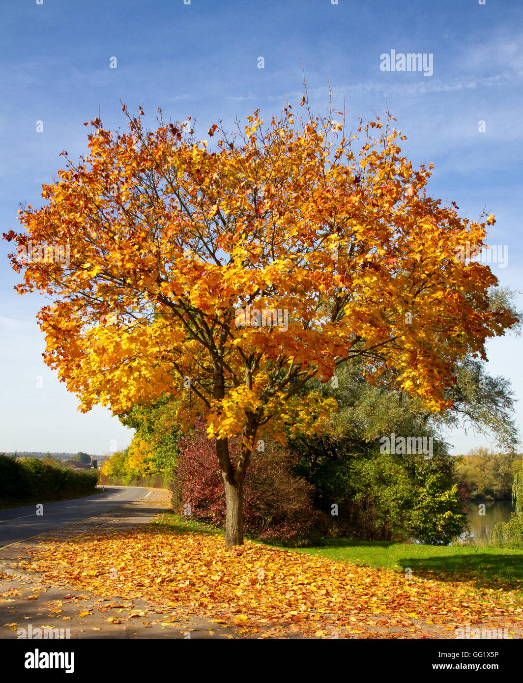 Colorato acero in autunno Foto Stock